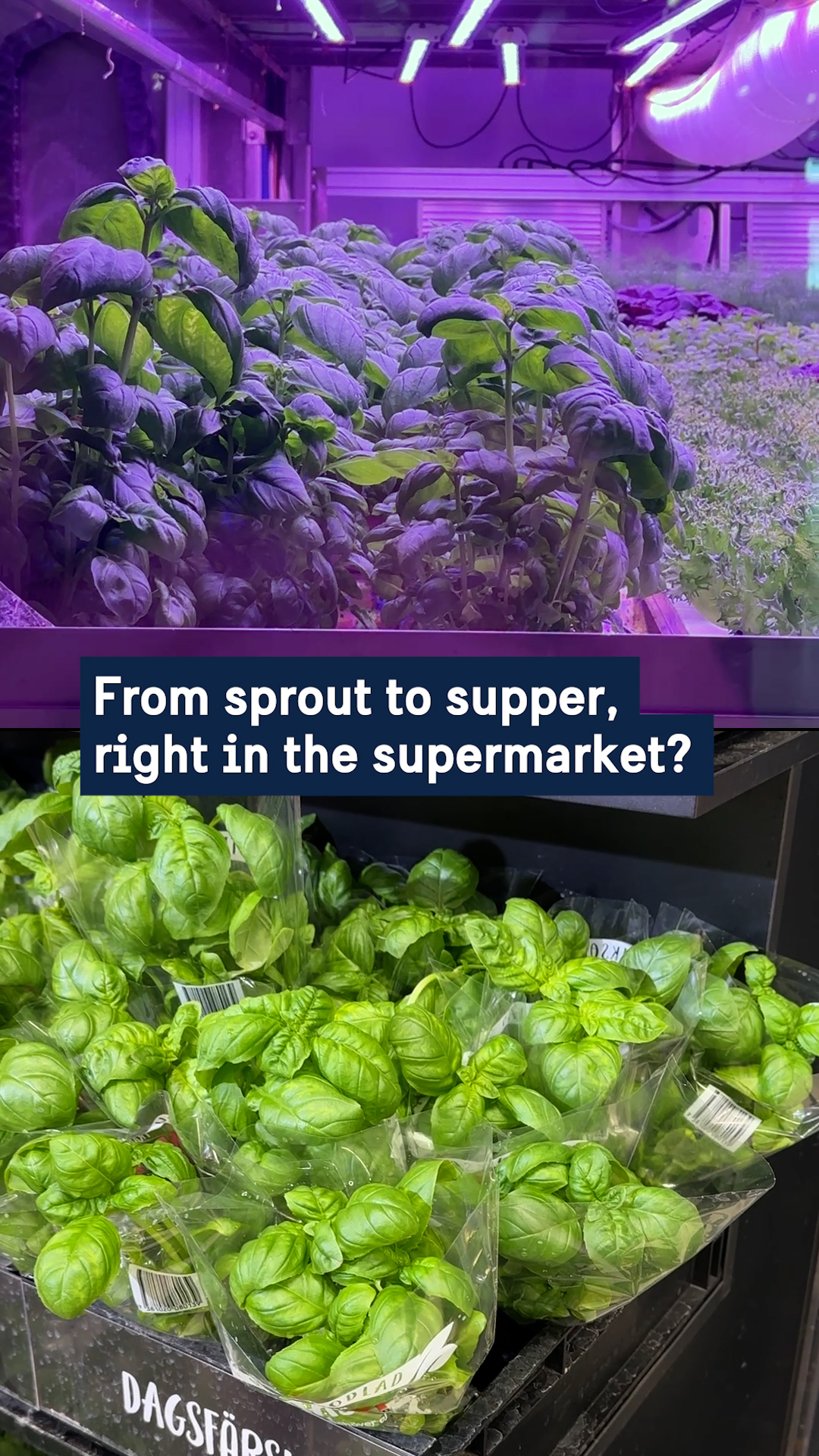 From sprout to supper right in the supermarket?